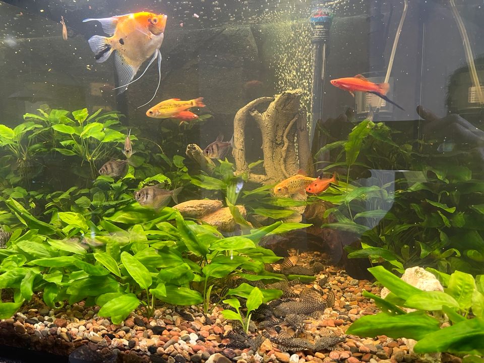 Aquarium+ Fische mit Unterschrank und Zubehör! in Leese