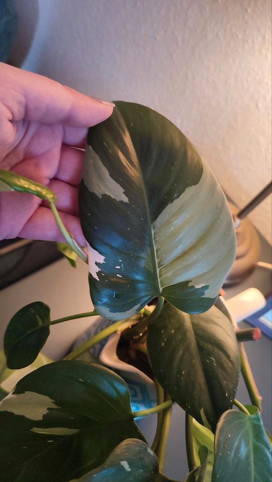 TAUSCHE Ableger Philodendron White Princess in Hamburg