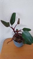 Philodendron erubescens Bayern - Petersaurach Vorschau