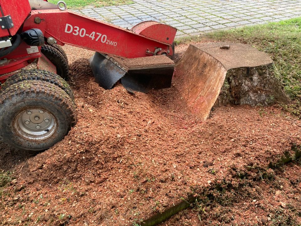 Baumstumpf entfernen, Wurzeln entfernen,Stubbenfräsen,Hecken in Güstrow