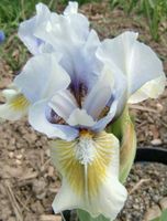 Iris barbata nana - ALSTERQUELLE- erblüht am 13.4.24!!! Sachsen-Anhalt - Schönebeck (Elbe) Vorschau