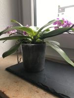 Orchidee , Doppelzweig mit Blumen Bremen - Horn Vorschau