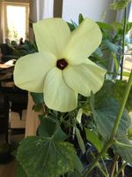 Aibika oder auch Maniok-Hibiskus - Saatgut Niedersachsen - Undeloh Vorschau