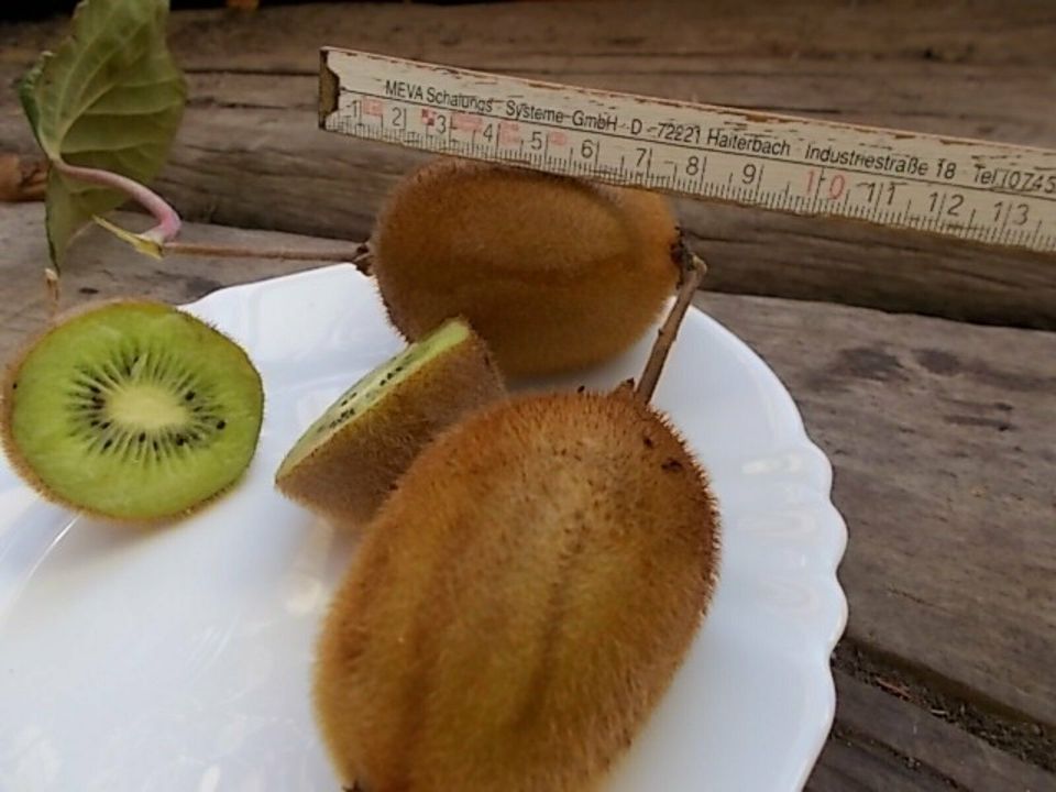 kiwi pflanze frucht obst kiwifrucht Actinidia chinesische in Frickingen