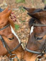 Pflege-/Reitbeteiligung gesucht(Mensch sucht Pferd) Bayern - Zirndorf Vorschau