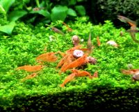 Neocaridina Orange Sakura Garnelen Baden-Württemberg - Warthausen Vorschau