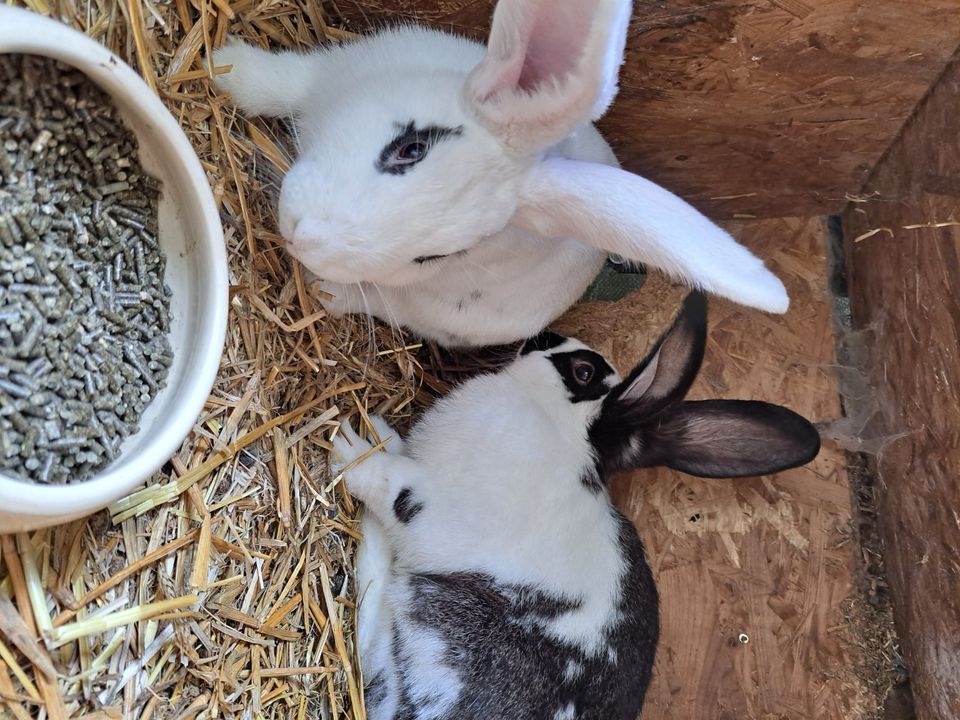 Kaninchen Deutsche Riesen noch paar schöne Häsin zu verkaufen in Jade