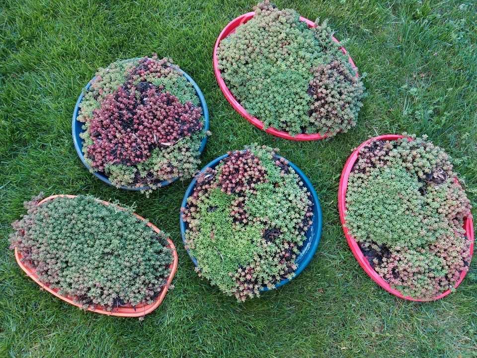 XXL Set 25 Pflanzen 7 Sorten: Lavendel Sedum gelb+weiß Japansegge in Thierhaupten