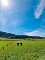 Freie Pferdebox mit Weidegang | Pferdepension Hessen - Tann Vorschau