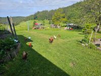 Eier von glücklichen Hühnern Baden-Württemberg - Schluchsee Vorschau
