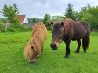 Pony Pflegebeteiligung in Thüle Nordrhein-Westfalen - Salzkotten Vorschau