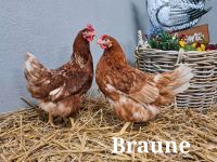 Hühner Enten Gänse Wachteln Junge Hennen Leghühner Bayern - Erkheim Vorschau