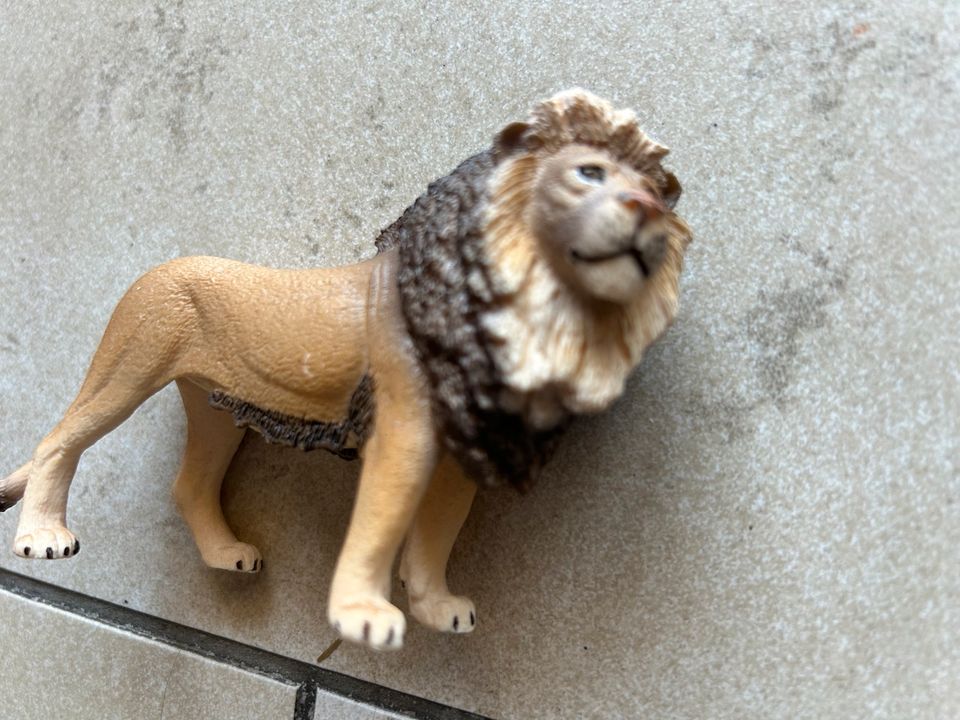 Schleich Löwe in Niestetal