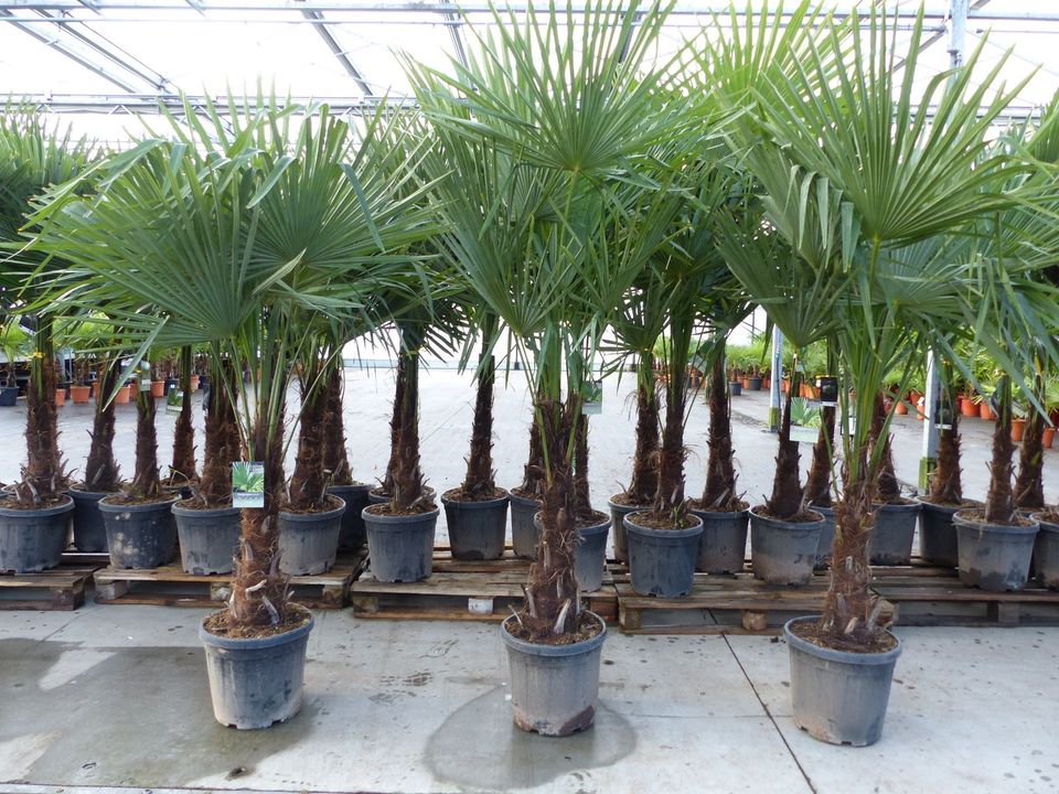 XXL Palme winterhart 180 190 cm Trachycarpus fortunei in Nordrhein