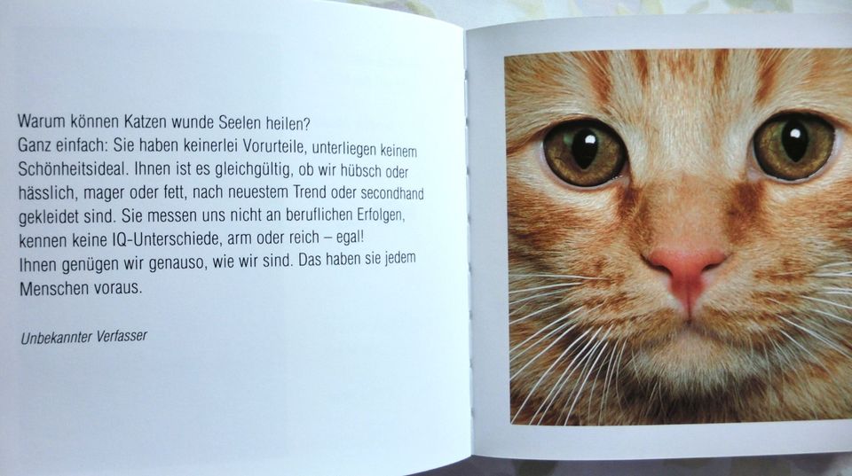 LIEBENSWERTE KATZEN, von Adriano Bacchella in Berlin