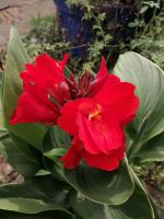 Canna große rote Blüten,10 Stck. Samen,Pflanzen,Blumenrohr,Garten Niedersachsen - Göttingen Vorschau