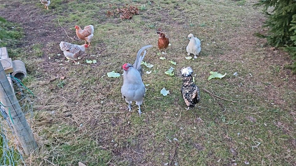 Zwerghühner gestohlen 200€ Finderlohn in Sibbesse 