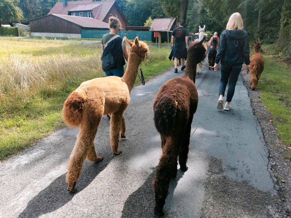 Lama Alpaka Trekking Wanderung in Lienen