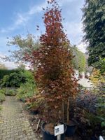 Ahorn Rot  Acer plat.'Crimson Sentry' Pyramide verzweigt Nordrhein-Westfalen - Simmerath Vorschau