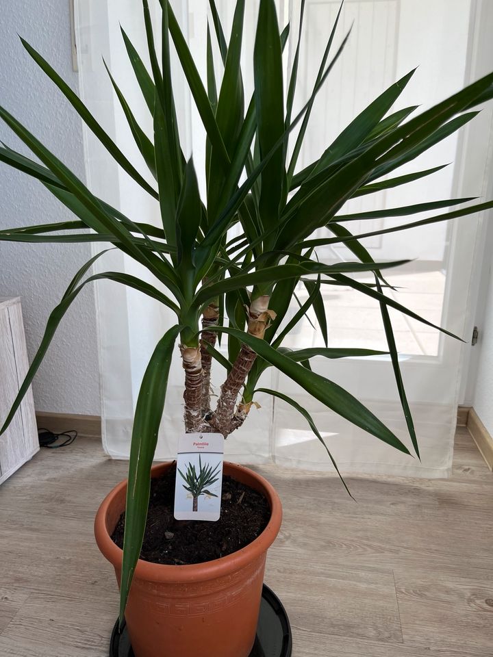 Yucca Palmlilie in Tuttlingen