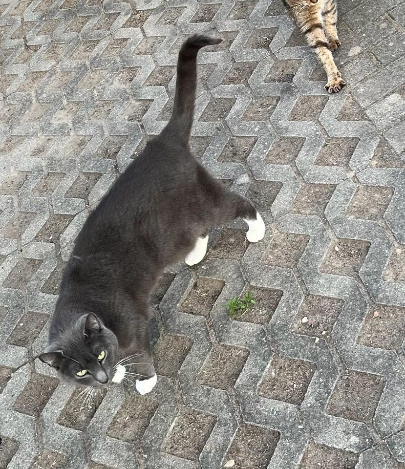 Katze vermisst in Lebus Goethestraße 100€ Finderlohn in Lebus