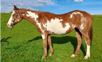 Verk. Amerikan Paint Horse Stute Kinderreitpferd, Anfängerpferd Bayern - Schalkham Vorschau