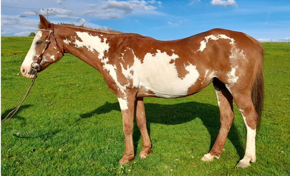 Verk. Amerikan Paint Horse Stute Kinderreitpferd, Anfängerpferd in Schalkham