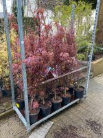 Roter Japanischer Zwergahorn Acer palmatum shaina 120-140cm Nordrhein-Westfalen - Simmerath Vorschau