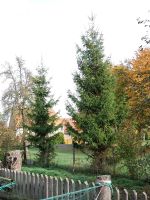 Tannenbaum hochzeit silberhochzeit weihnachtsbaum Thüringen - Bad Tennstedt Vorschau