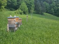 Bienen Bienenvölker Bayern - Ebern Vorschau
