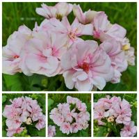 PAPERBLOOM ROSENGERANIE MUTTERPFLANZE PELARGONIE GERANIE Kr. München - Riemerling Vorschau