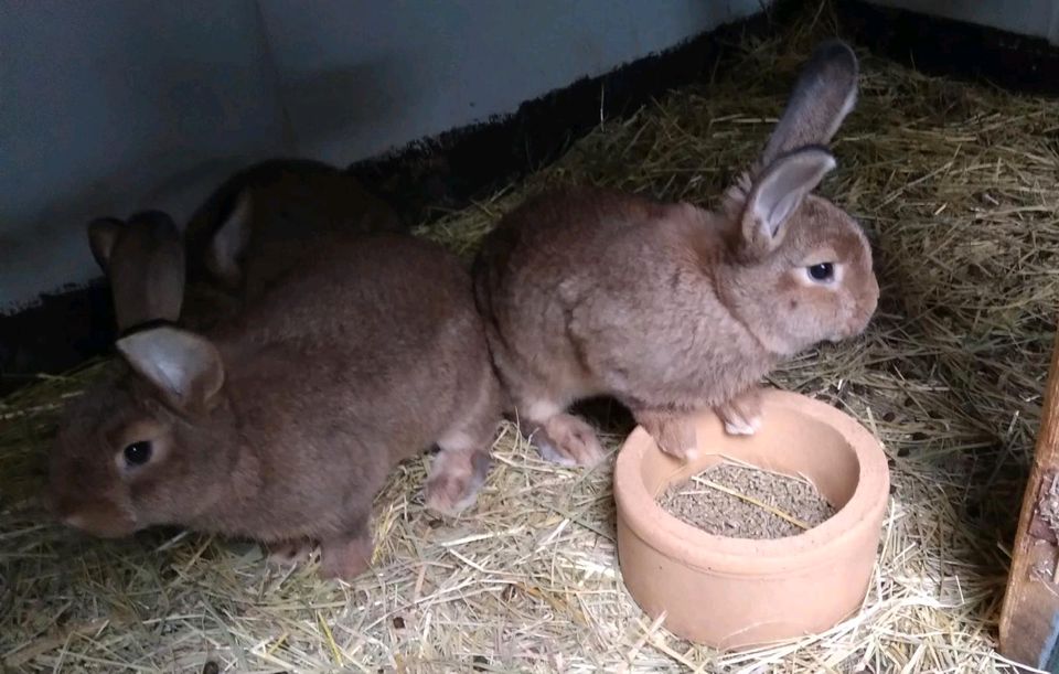 Wiener-Kaninchen in Gnarrenburg