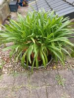 Agapanthus Schmucklilie Bayern - Estenfeld Vorschau