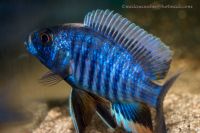 Sciaenochromis fryeri „ahli“ Malawi-Buntbarsch Sachsen - Taura Vorschau