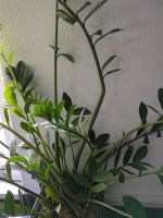 Zamioculcas Glücksfeder Pflanze Ableger Nordrhein-Westfalen - Mettmann Vorschau