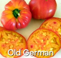Tomatenpflanze OLD GERMAN Tomate Setzlinge Tomatenpflanzen Hessen - Wiesbaden Vorschau