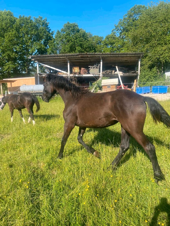 Friese/PRE Stute in Illertissen