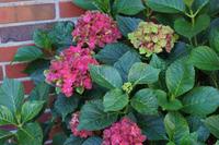 Große Hortensie im Topf, schon mit Blütenknospen Gartenpflanze Nordrhein-Westfalen - Rosendahl Vorschau