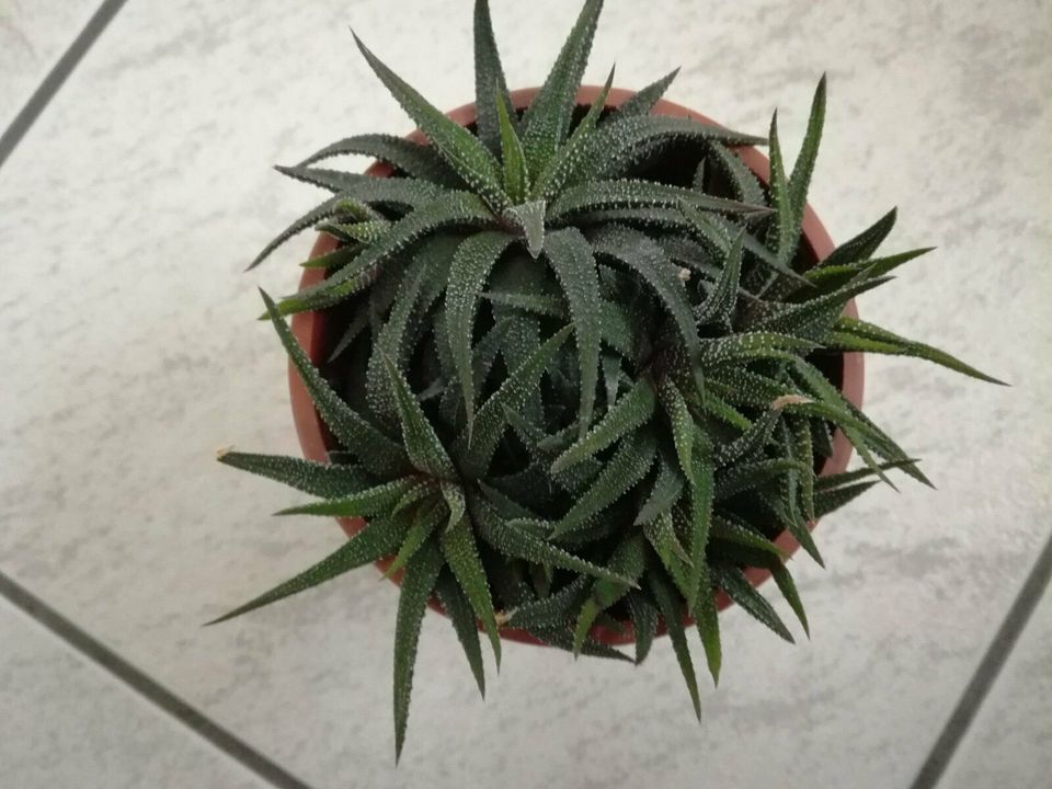 Sukkulenten / Aloe Vera / Haworthia - Zimmerpflanze in Burgrieden