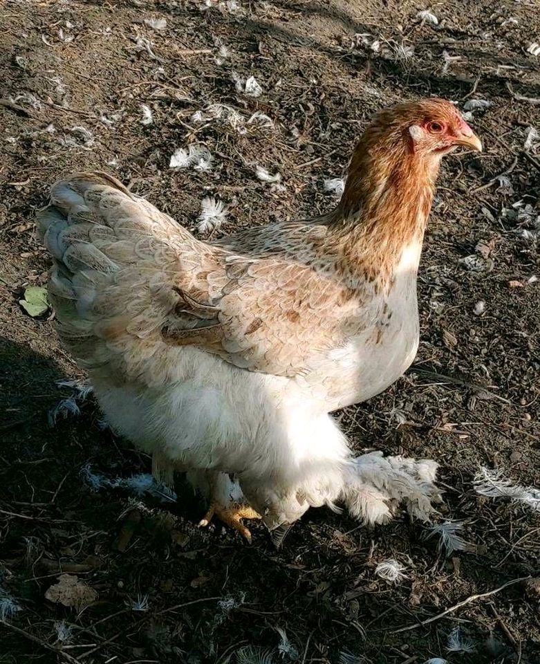 Bruteier bunte Hühnerscharr in Märkisch Luch