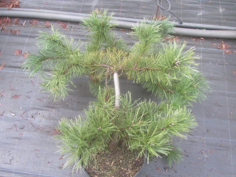 Pinus mugo 'Frisby', Bonsai Rohware, 60 cm breit, 20 cm hoch 4cmØ in Soltau