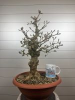 Verschiedenste Ahorn Bonsai Prebonsai Rohlinge Bayern - Wettstetten Vorschau