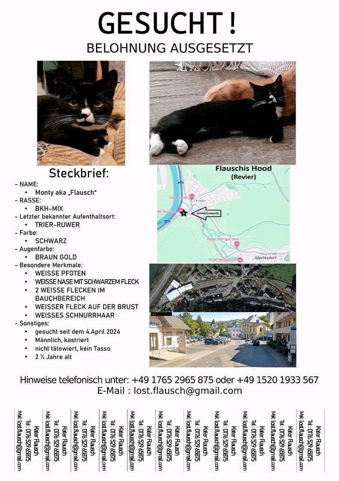 Kater Monty vermisst in Trier