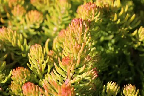 SEDUM    Dickblattgewächs in Brandenburg an der Havel