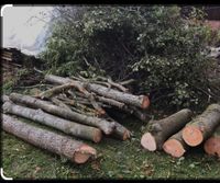 Ich suchen Brennholz zu verschenken auch frisches Holz Niedersachsen - Moormerland Vorschau