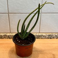 Echte Aloe Vera Pflanze | 20 cm Wandsbek - Hamburg Bramfeld Vorschau