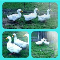 Bruteier Reinrassige American Pekingente hatching eggs Nordrhein-Westfalen - Sendenhorst Vorschau