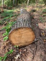 Eichenstamm   550 cm lang und ca.40 cm Durchmesser in der Mitte Hessen - Dreieich Vorschau