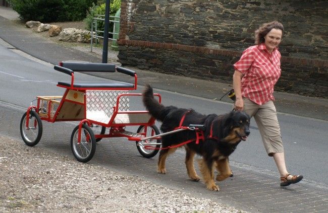 Einspännerschere verstellbar nach Maß Hund Minishetty Shetty usw. in Wallersdorf