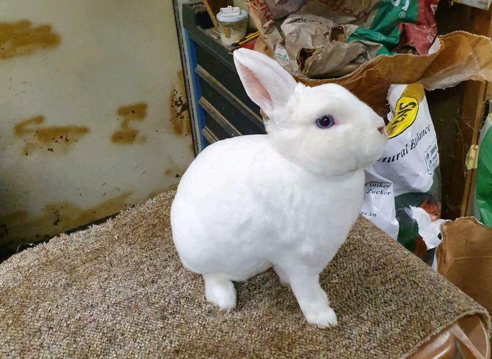 Zwergrex Kaninchen Zwerg Kaninchen Hase weiß Blauauge RHD geimpft in Meppen